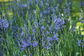 Blumenzwiebel-Mischung 'Frische Blumenzwiebel-Wiese'