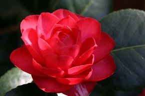 Camellia japonica 'Black Lace'