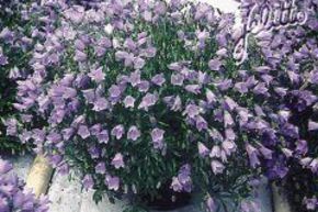 Campanula cochleariifolia 'Blue Baby' 