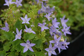 Campanula garganica 'Major'