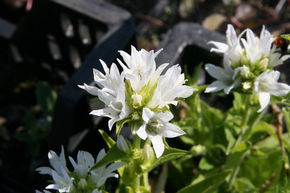 Campanula glomerata 'Alba'