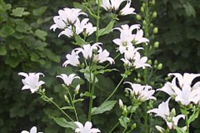 Campanula lactiflora 'Alba'