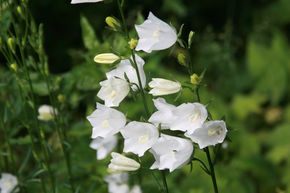 Campanula persicifolia 'Grandiflora Alba'