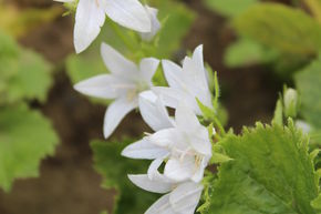 Campanula poscharskyana 'E.H. Frost'