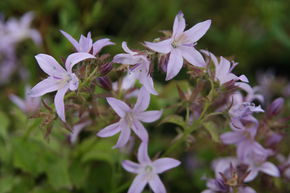 Campanula poscharskyana 'Lisduggan'