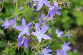 Campanula poscharskyana 'Stella'