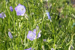 Campanula rotundifolia 'Olympica'