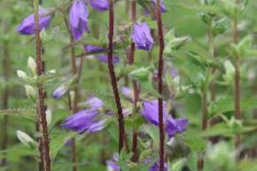 Campanula trachelium