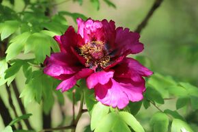 Paeonia x suffruticosa 'Cang Zhi Hong'