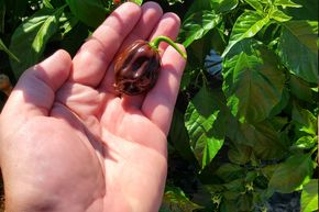 Chili 'Chocolate Scotch Bonnet'