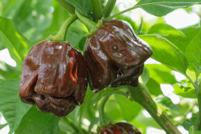 Freilandchili OpenSky� 'Scotch Bonnet Chocolate'