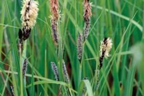 Carex acutiformis