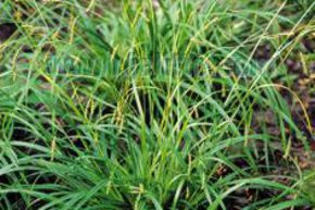 Carex sylvatica