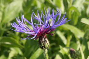 Centaurea montana