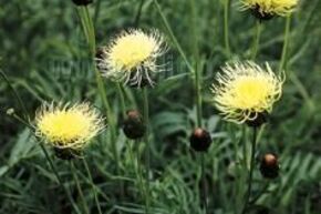 Centaurea ruthenica