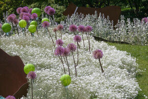 Cerastium tomentosum 'Silberteppich'