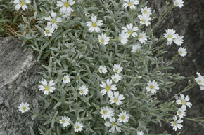 Cerastium tomentosum 'Silberteppich'