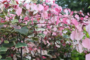 Kanadischer Judasbaum 'Carolina Sweetheart' Zierstmmchen