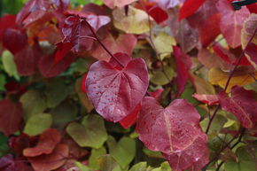 Kanadischer Judasbaum 'Eternal Flame' Zierstmmchen