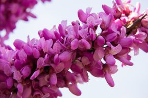 Cercis siliquastrum