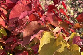 Cercis canadensis 'Eternal Flame' - Zierst�mmchen