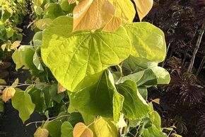 Cercis canadensis 'Golden Falls' - Zierst�mmchen