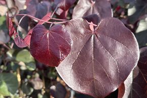 Cercis canadensis 'Merlot' - 