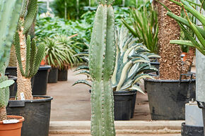 Cereus jamacaru