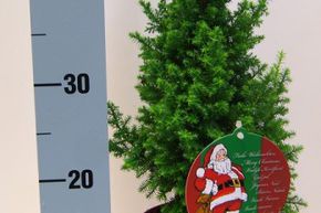 weihnachtliche Scheinzypresse, Kegelzypresse 'Top Point' 