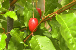 Fr�he Pointilla Fruithunters� 'Cherrific Big'�