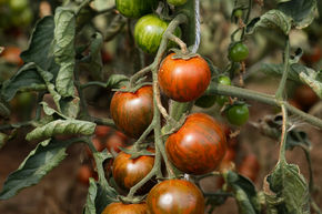 Tomate T54 (Cherry Zebra) BIO