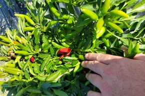 Selbstversorgerset 'Chili Hot Surprise'