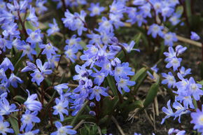 Sternhyazinthe 'Blue Giant'