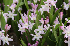 Sternhyazinthe 'Pink Giant'