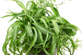 Chlorophytum Comosum 'Green Bonnie'