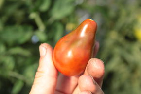 Tomate, Heirloom-Tomate 'Chocolate Pear'