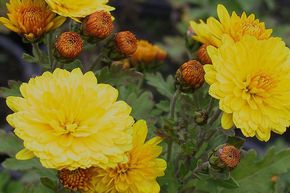 Chrysanthemum x hort. 'Bienchen'