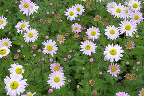 Chrysanthemum x hort. 'Innocence'