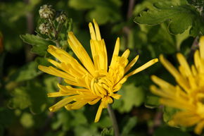 Chrysanthemum x hort. 'Tante Heti'