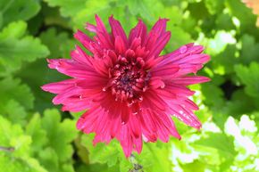 Chrysanthemum x hortorum 'Reiherberg'