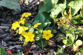 Chrysogonum virginianum 'Andre Viette'