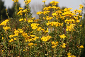 Chrysopsis speciosa 'Golden Sunshine'