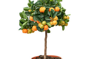 Citrus (Citrofortunella) calamondin