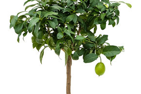 Citrus (Citrofortunella) lemon