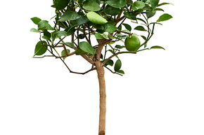 Citrus aurantifolia 'Green lime'