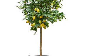 Citrus aurantifolia 'Limequat'