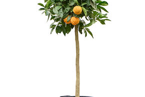 Citrus aurantium 'Corrugato'