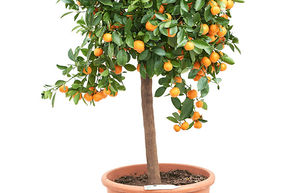 Citrus calamondin