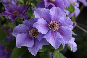 Clematis, Waldrebe 'Ashva'