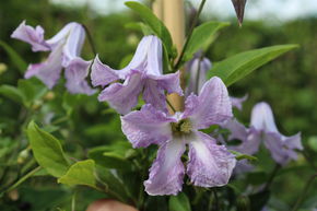 Clematis, Waldrebe 'Betty Corning'